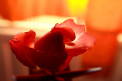 Rose - günther gumhold / pixelio.de Rose