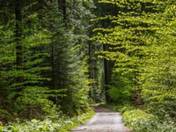 Waldwanderweg © Rainer Sturm / pixelio.de Wald