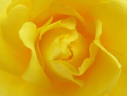 Vertrauen - zarte Rose © Sabine Koriath / pixelio.de zarte Rose Vertrauen