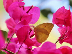 Schmetterling in Blüten near Kealakekuabay © Inaya Julia Sacherer www.inaya.info Schmetterling